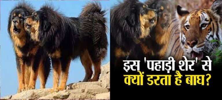 bhotiya-dog.jpg